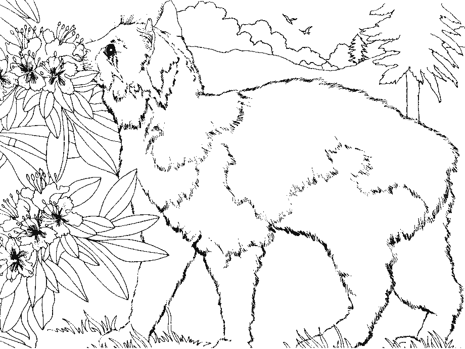 coloriage chat angora devant les fleurs